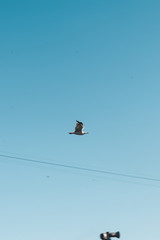 Una gaviota volando por el cielo de una playa de Barcelona