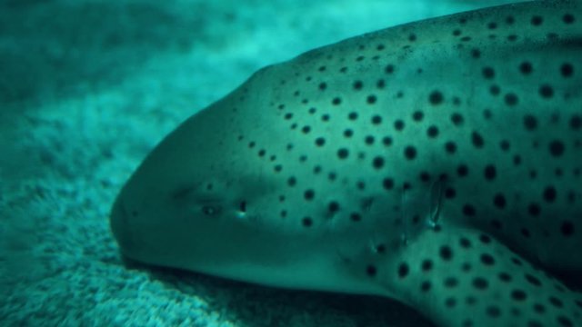 The spotted shark breathes its gills under the water. The shadow of a shark swims.
