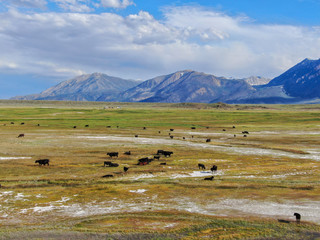 Aerial view of herd of cows in green meadow with mountain on the background. Cows cattle grazing on a mountain pasture next the Lake Crowley, Eastern Sierra, Mono County, California, USA. 