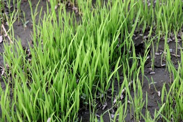 paddy plants