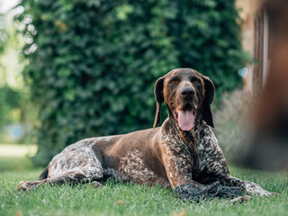 Exhausted German pointer dog lying in garden