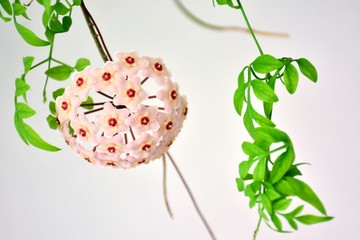 La flor de cera, Hoya carnosa