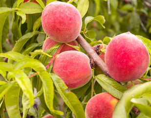 Close-up with ripe fruits of red peach