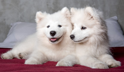 Fototapeta premium Two samoyed dogs puppies in the red bed on bedroom background