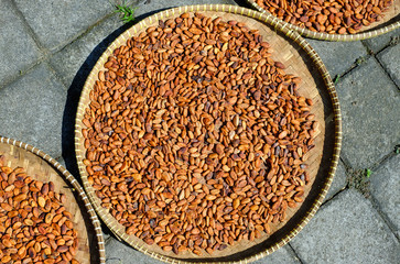 Drying of cocoa beans after the harvest. Raw cacao beans.
