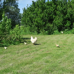 chickens in nice summer weather on a big green meadow with bushes and trees