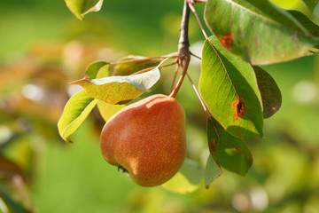 Ripe pear on the tree in summer.