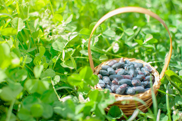 basket with berries in the grass