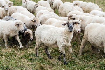 Obraz na płótnie Canvas flock of sheep in the pasture in the mountains - Pieniny Poland