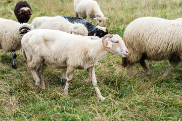 Naklejka na ściany i meble flock of sheep in the pasture in the mountains - Pieniny Poland