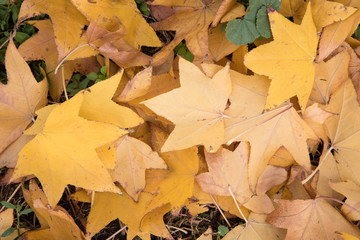 Close up of autumn leaves. Background autumn colors