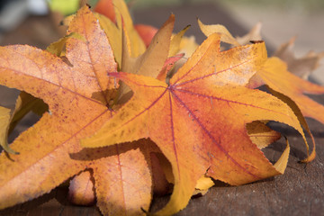 Close up of leaves. Autumn colors.