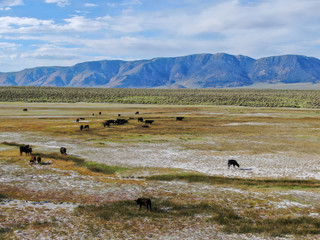 Obraz premium Aerial view of herd of cows in green meadow with mountain on the background. Cows cattle grazing on a mountain pasture next the Lake Crowley, Eastern Sierra, Mono County, California, USA. 