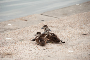 Baby wood ducks huddle together