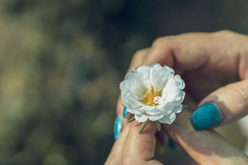 White flower in female hand with manicure. Blue nail color