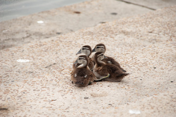 Baby wood ducks huddle together