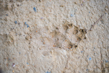 big animal footprints on hard  ground