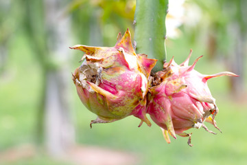 Close up of Diseases in dragon fruit on garden