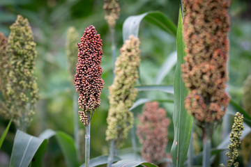 Obraz premium Close up Millets standing in field