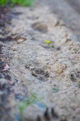 big animal footprints on hard ground