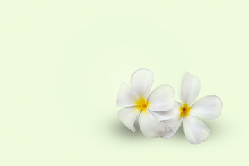 Plumeria flowers on a green background
