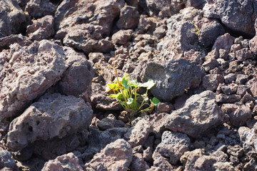 Flower in rock