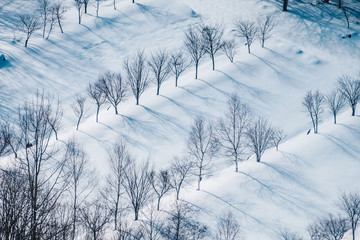 The Small pine trees and snow in the winter season with forest tree shadows,. Bird eye view