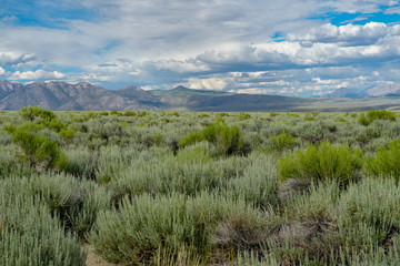 Panoramic view of Green wild land with sagebrush plant and mountain in the background during clouded summer day next the Lake Crowley, Eastern Sierra, Mono County, California, USA. 