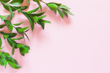 Green branches of ruscus on pink background. Flat lay, top view, copy space