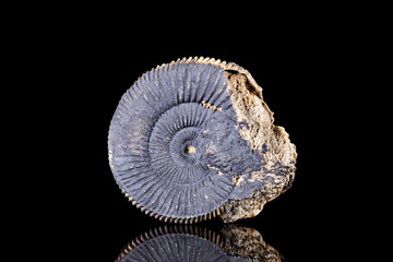 Ammoniten Fossil vor Hintergrund in schwarz, versteinerte Lebewesen