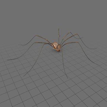Daddy long legs spider