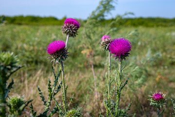 Carduus is a genus of flowering plants in the aster family, Asteraceae