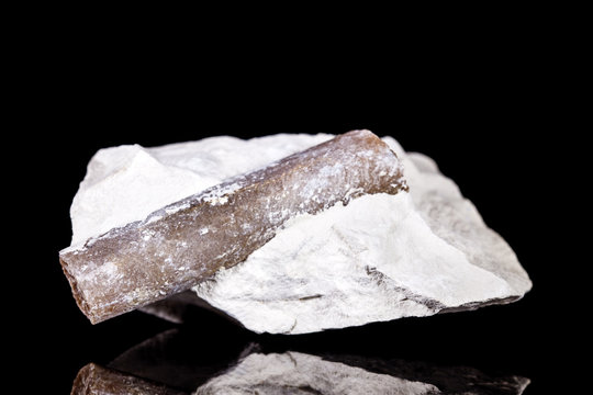 Belemniten Fossil vor Hintergrund in schwarz, versteinerte Lebewesen Belemnoidea