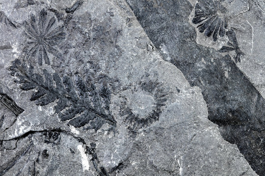 Hintergrund Pflanzenfossilien Farn in der Nahaufnahme, Makro versteinerte Pflanzen