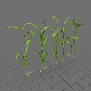 Corn stalks