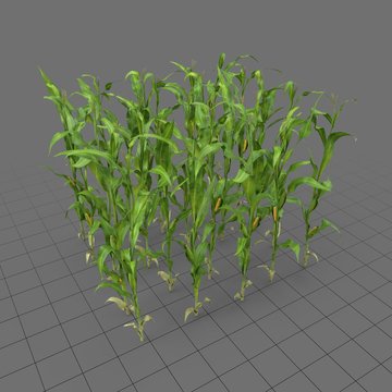 Corn stalk patch