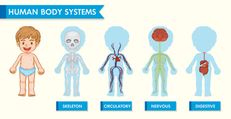 Scientific medical illustration of human body systems in children