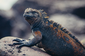 Fototapeta premium sea leguan on rock at Galapagons islands