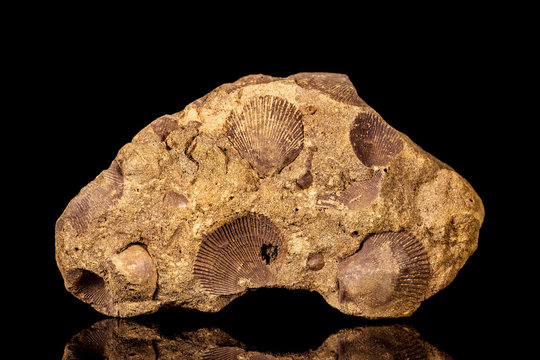 Muscheln versteinert in Sandstein vor Hintergrund in schwarz, Fossilien und Pal&auml;ontologie