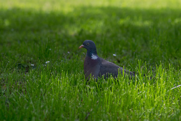 Columba palumbus in green grass during hot summer day in sunlight, single animal relaxing, birds watching
