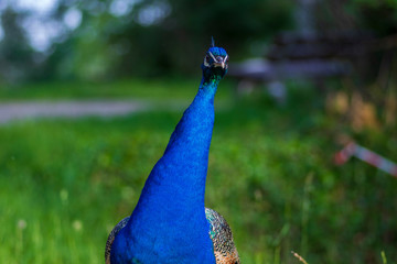 Pavo cristatus majestic blue bird, beautiful animal on green grass lawn background in sunlight