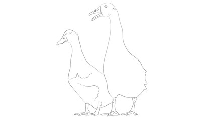 white isolated duck farm animal line drawing outline