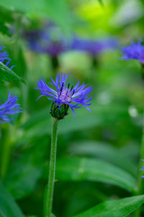 Centaurea montana mountain perennial cornflower in bloom, flowering ornamental blue plant