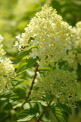 Hydrangea varieties of lime in the garden
