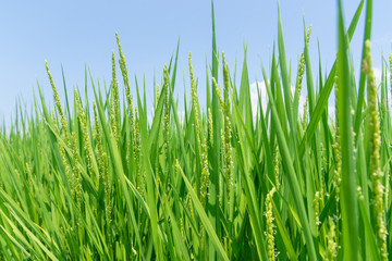 稲の花咲く田んぼ