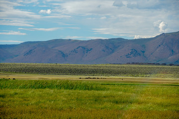 Long valley next to Lake Crowley, Mono County, California. USA. Green wetland with mountain on the background during clouded summer.