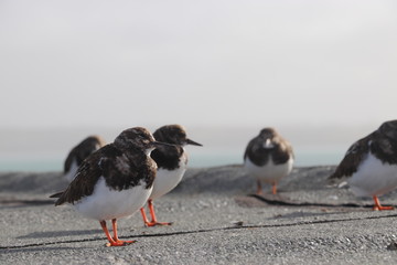 South Atlantic plovers 