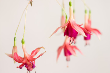 Pink fuchsia (Fúchsia) flowers hang from branch on white background. Shallow depth of field (DOF)