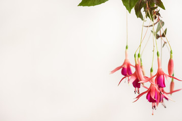 Pink fuchsia (Fúchsia) flowers hang from branch on white background. Copy space. Shallow depth of...