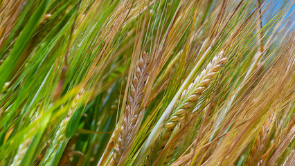 Rye spikelets in a field in summer